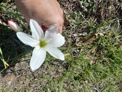 Zephyranthes atamasco