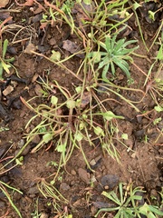 Claytonia parviflora