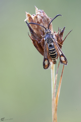 Bembecia ichneumoniformis