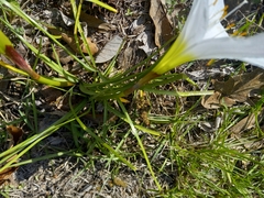 Zephyranthes atamasco