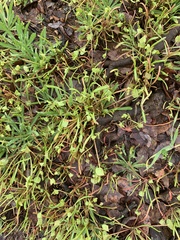 Claytonia parviflora