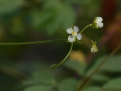Cardiospermum halicacabum