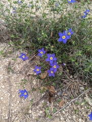 Giliastrum rigidulum