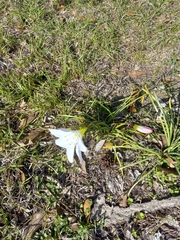Zephyranthes atamasco