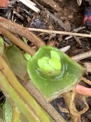 Claytonia parviflora