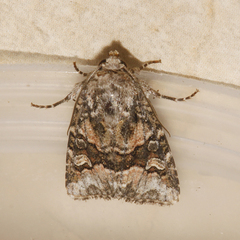 Lacinipolia bucketti