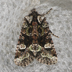 Lacinipolia comis
