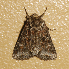 Lacinipolia cuneata