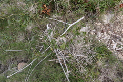 Laserpitium gallicum