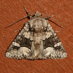 Lacinipolia davena