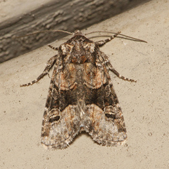 Lacinipolia olivacea