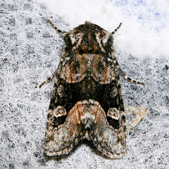 Lacinipolia olivacea