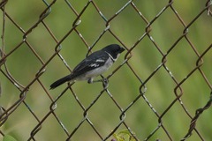 Sporophila americana
