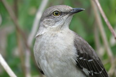 Mimus polyglottos