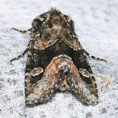 Lacinipolia olivacea