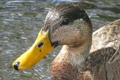 Anas platyrhynchos × fulvigula