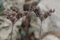 Petrosedum sediforme