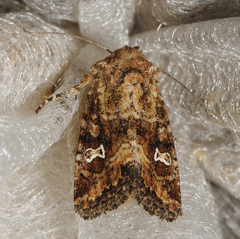 Lacinipolia stricta