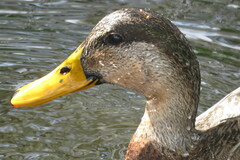 Anas platyrhynchos × fulvigula