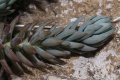 Petrosedum sediforme
