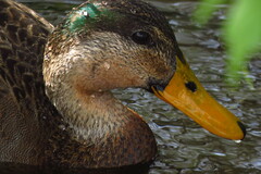 Anas platyrhynchos × fulvigula