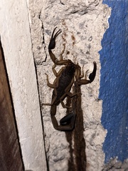 Centruroides edwardsii