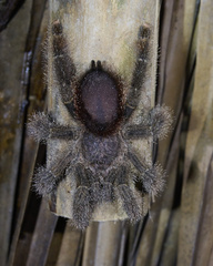 Avicularia