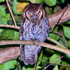 Megascops sanctaecatarinae