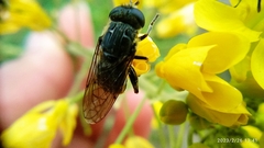 Asemosyrphus mexicanus