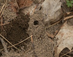 Prenolepis imparis