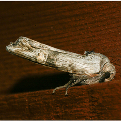 Lithomoia germana