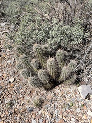 Echinocereus engelmannii engelmannii