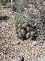 Echinocereus engelmannii engelmannii