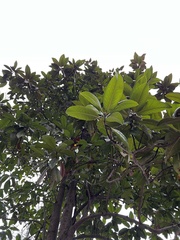 Magnolia grandiflora