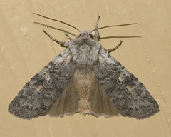 Lithophane pertorrida