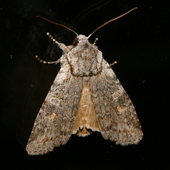 Lithophane pertorrida