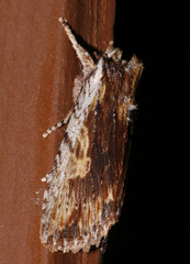 Lithophane petulca