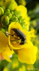 Astylus bourgeoisi