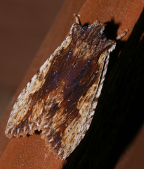 Lithophane petulca