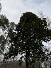 Magnolia grandiflora