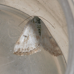 Lomographa semiclarata