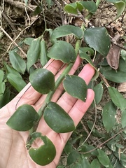 Rhaphidophora hongkongensis