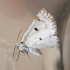 Lomographa semiclarata