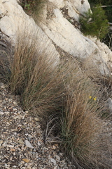 Oryzopsis coerulescens