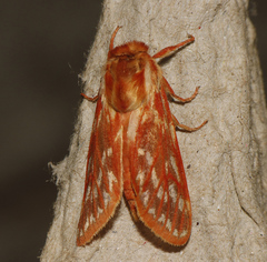 Lophocampa roseata