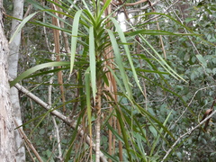 Cordyline stricta