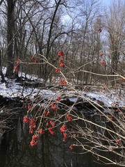 Viburnaceae