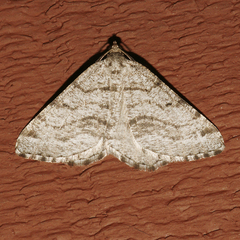 Macaria decorata