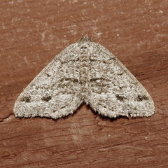 Macaria decorata