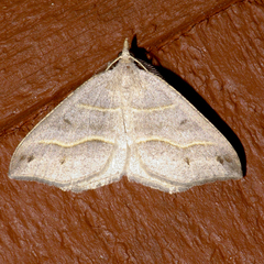 Macaria lorquinaria